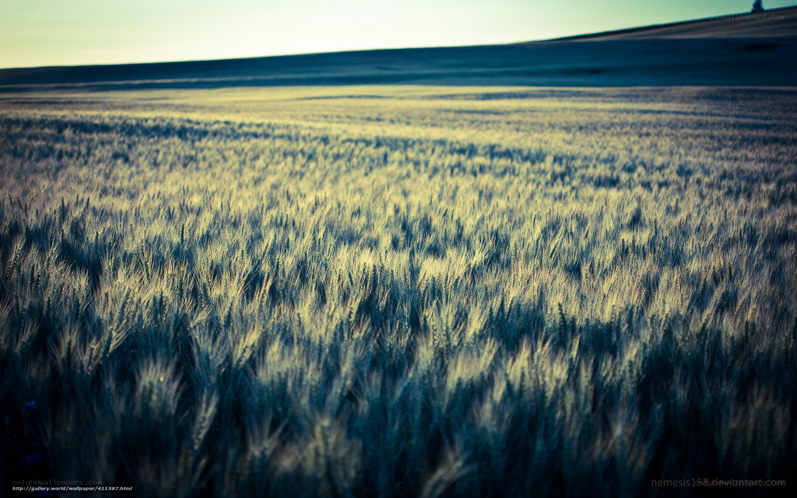 Wheat field at sunset