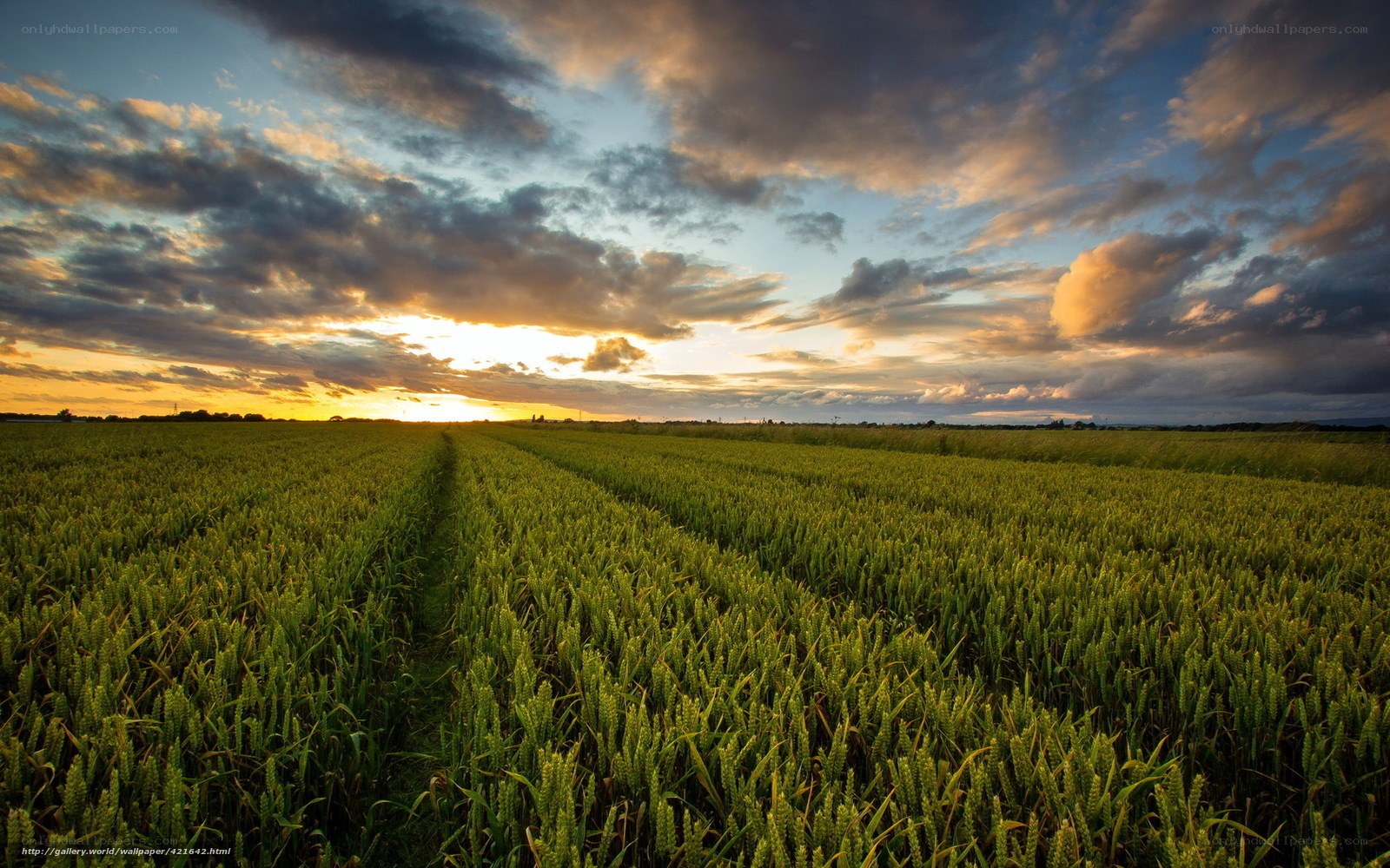 Wheat field at sunset