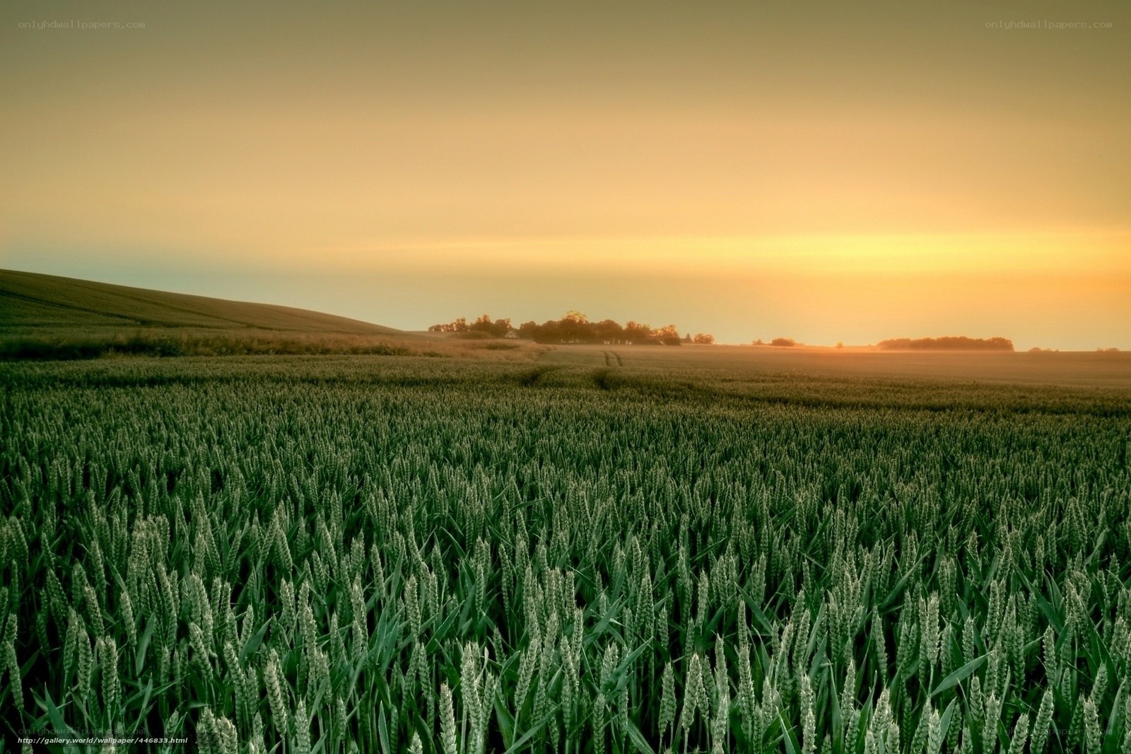 Wheat field at sunset