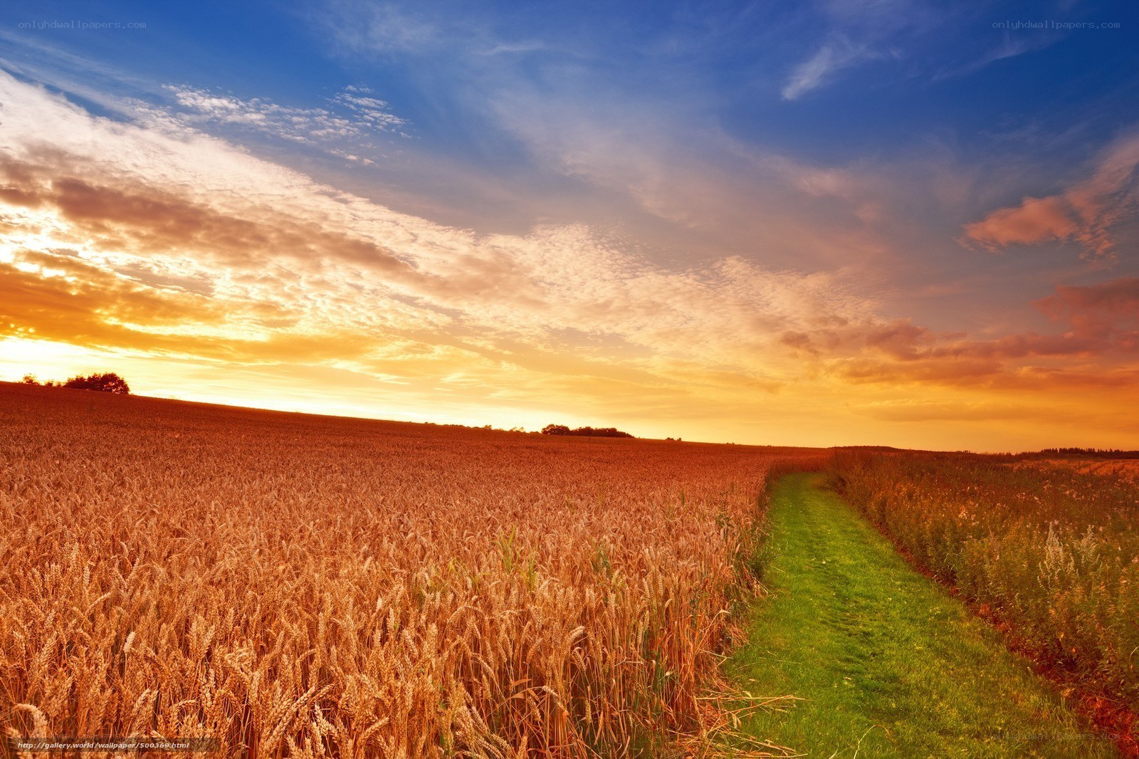 Wheat field at sunset