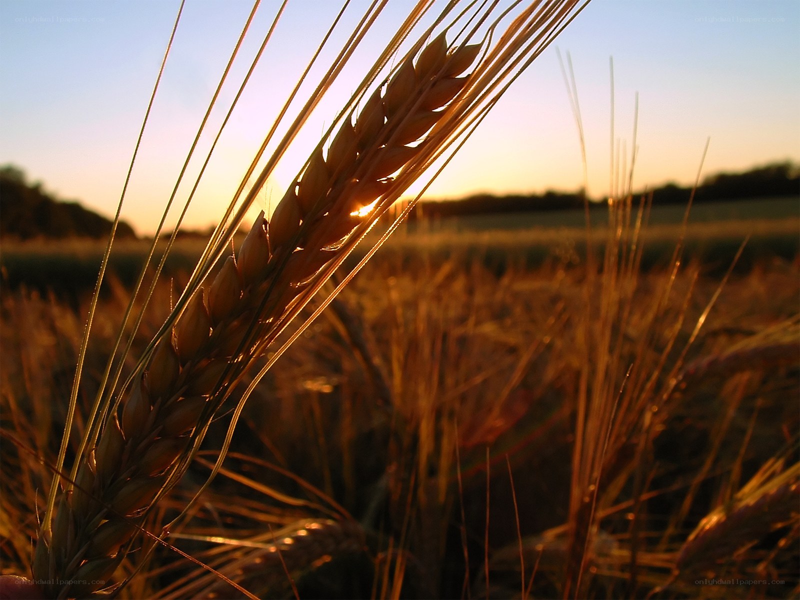 Wheat field at sunset