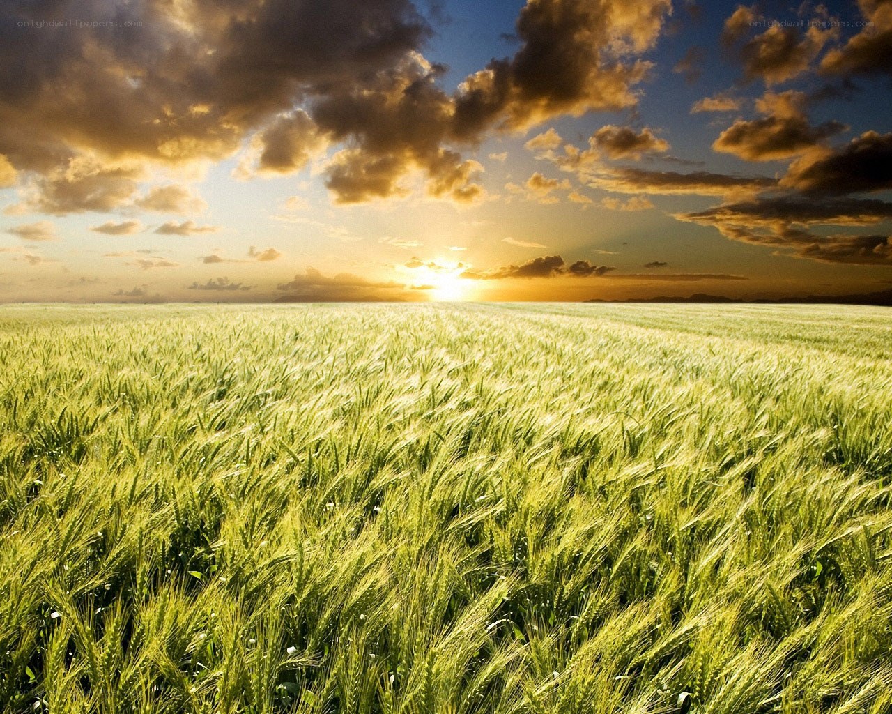 Wheat field at sunset