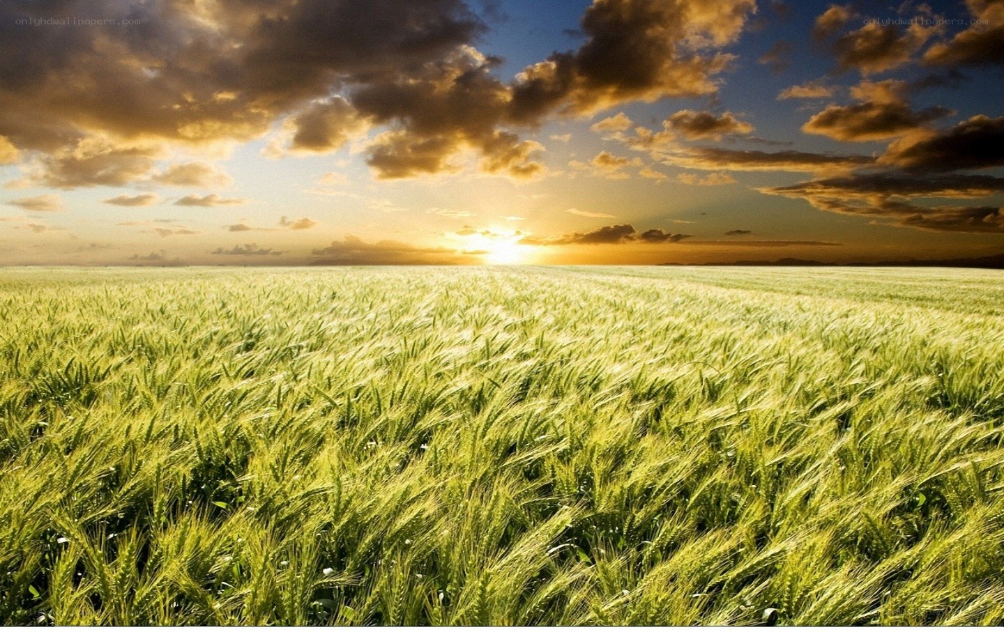 Wheat field at sunset