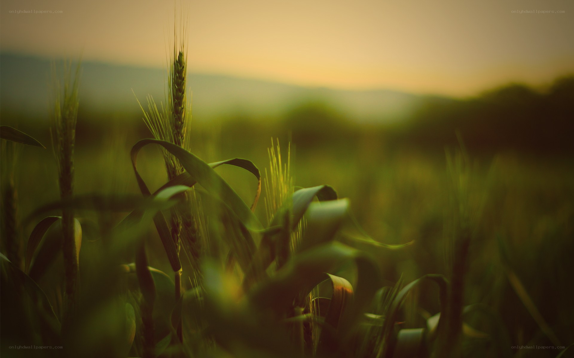 Wheat field at sunset