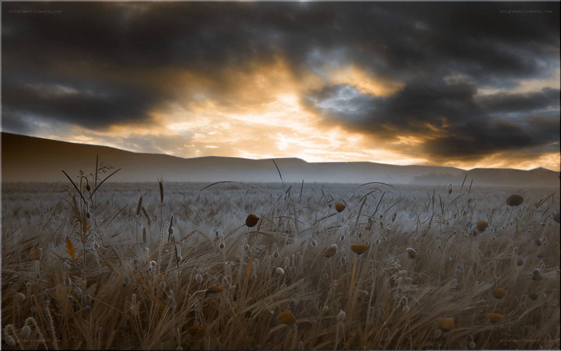 Wheat field at sunset