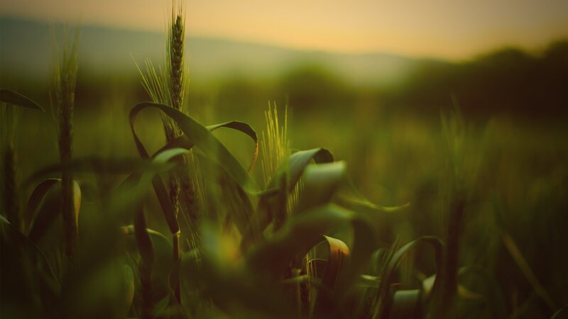 Wheat field at sunset