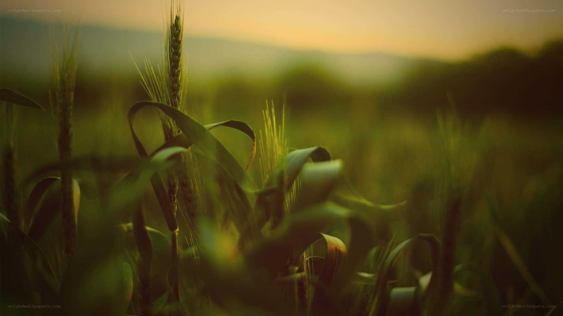 Wheat field at sunset