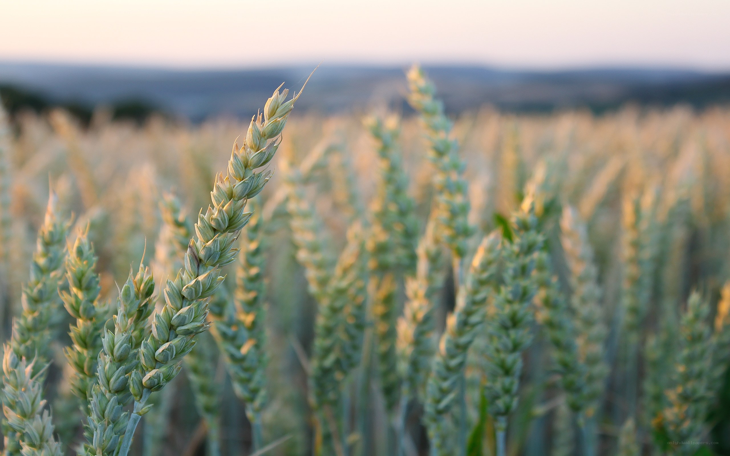 Wheat field at sunset