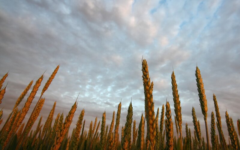 Wheat field at sunset