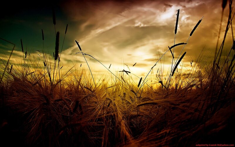 Wheat field at sunset