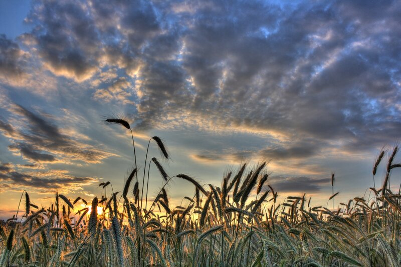 Wheat field at sunset