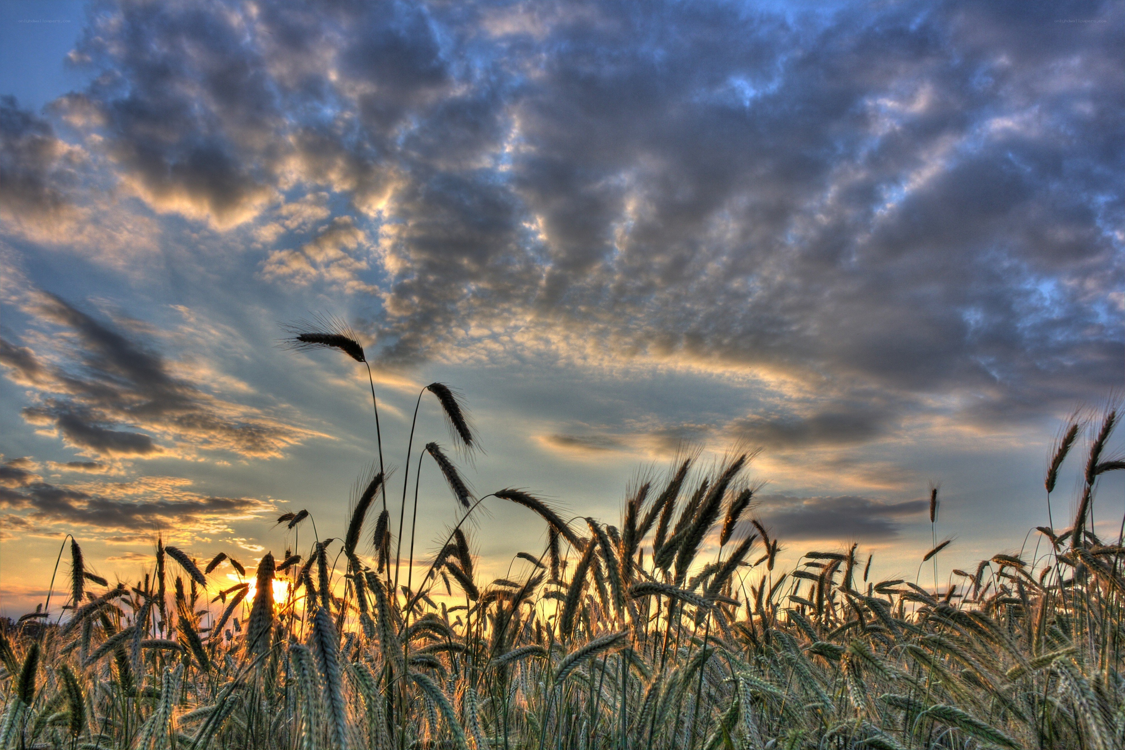 Wheat field at sunset