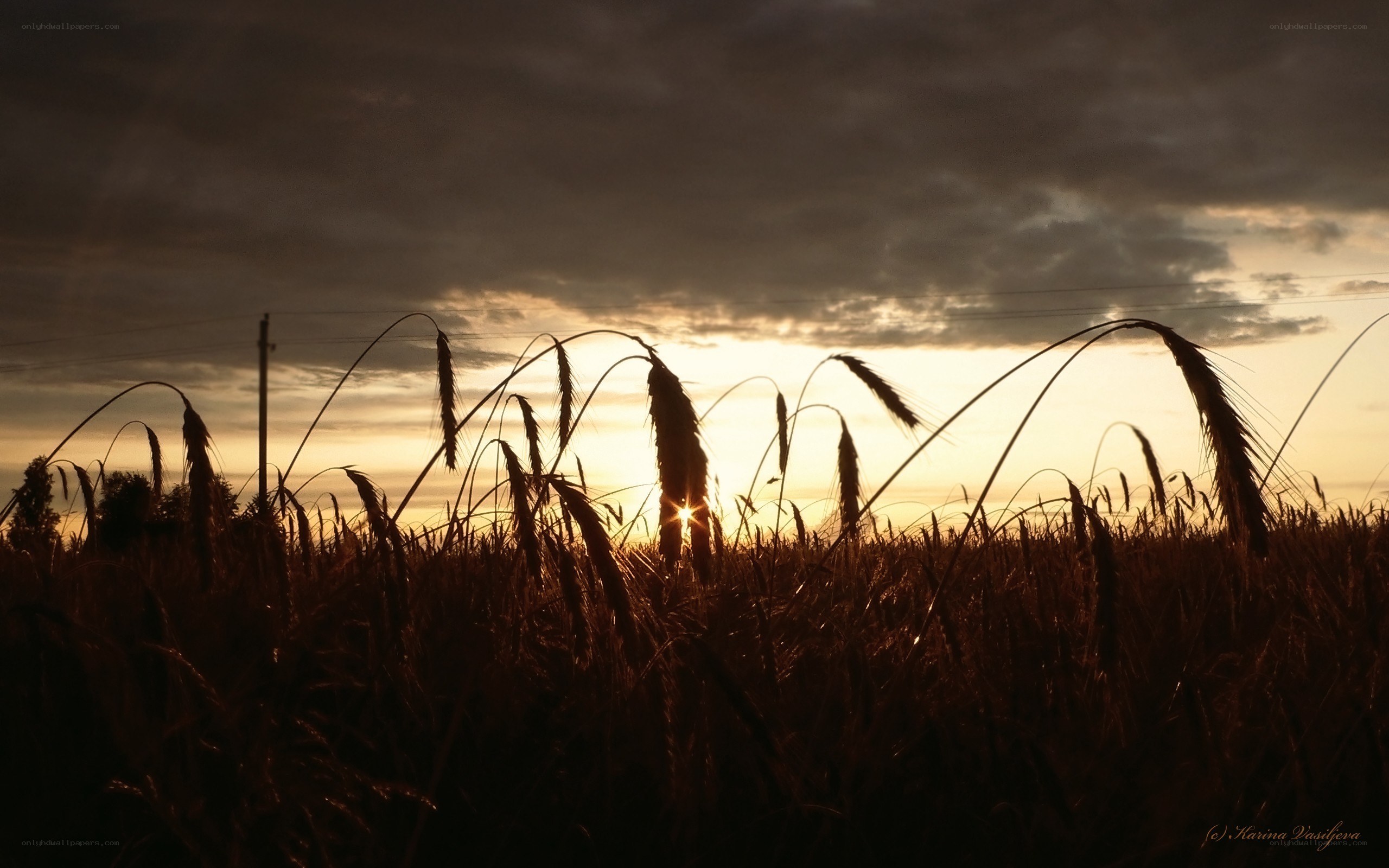 Wheat field at sunset