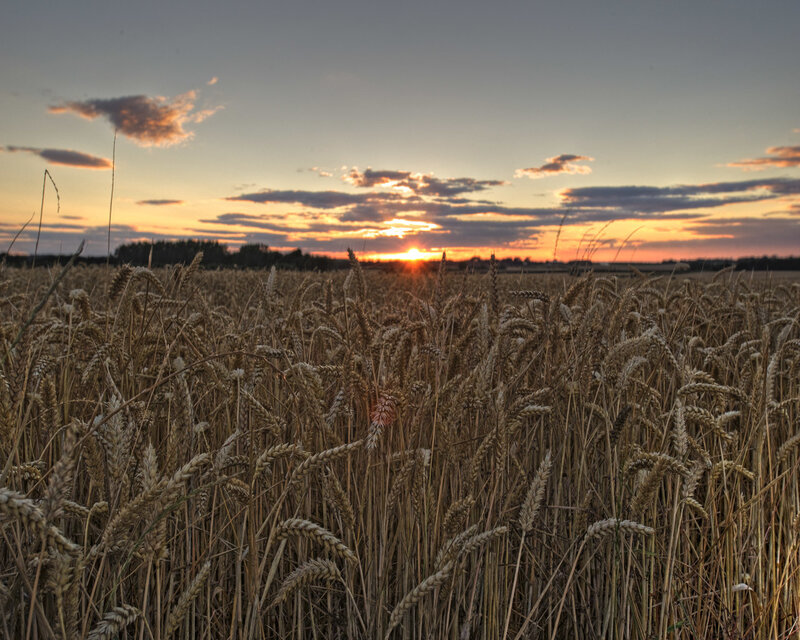 Wheat field at sunset