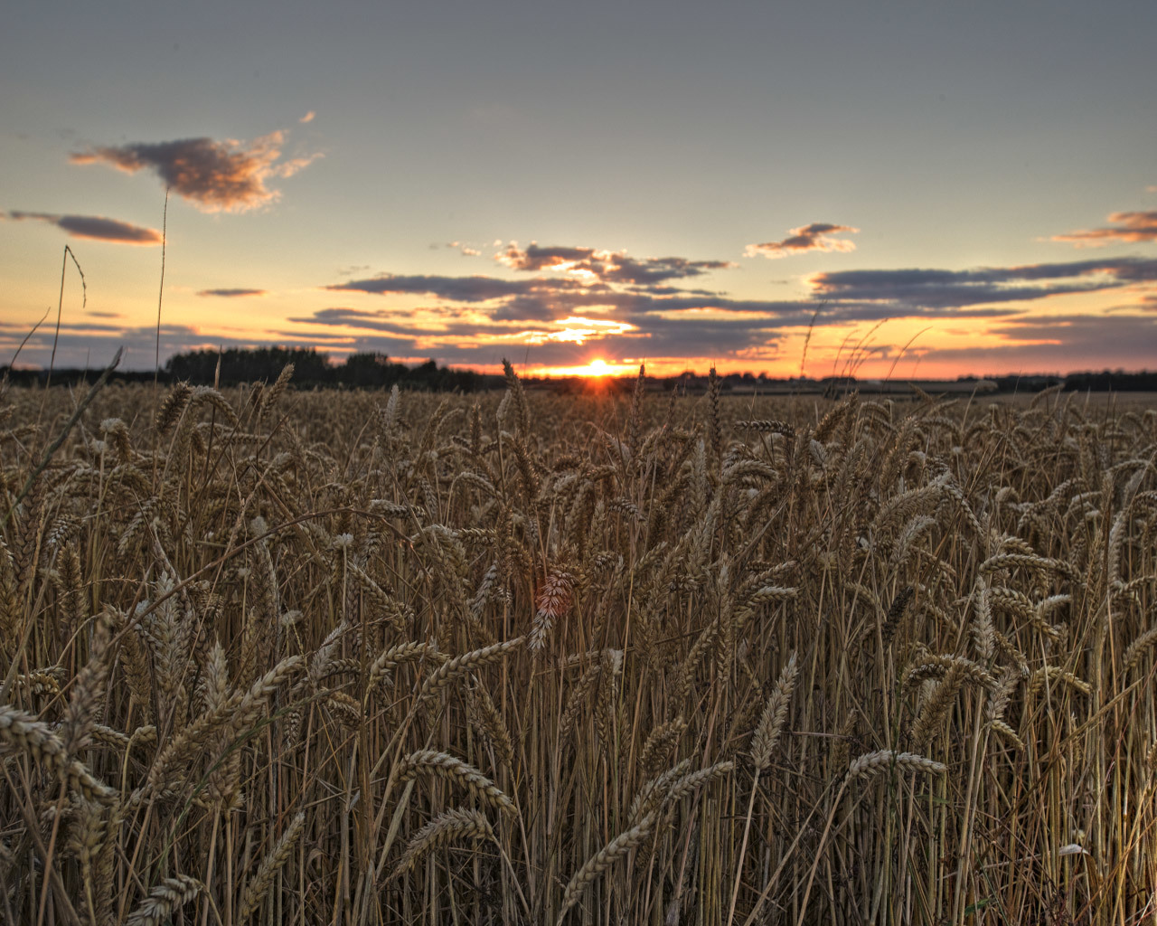 Wheat field at sunset
