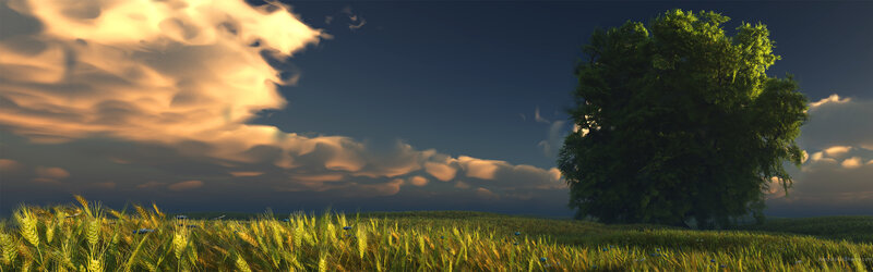 Wheat field at sunset