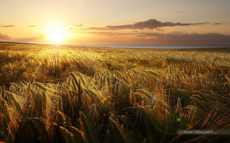 Wheat field at sunset