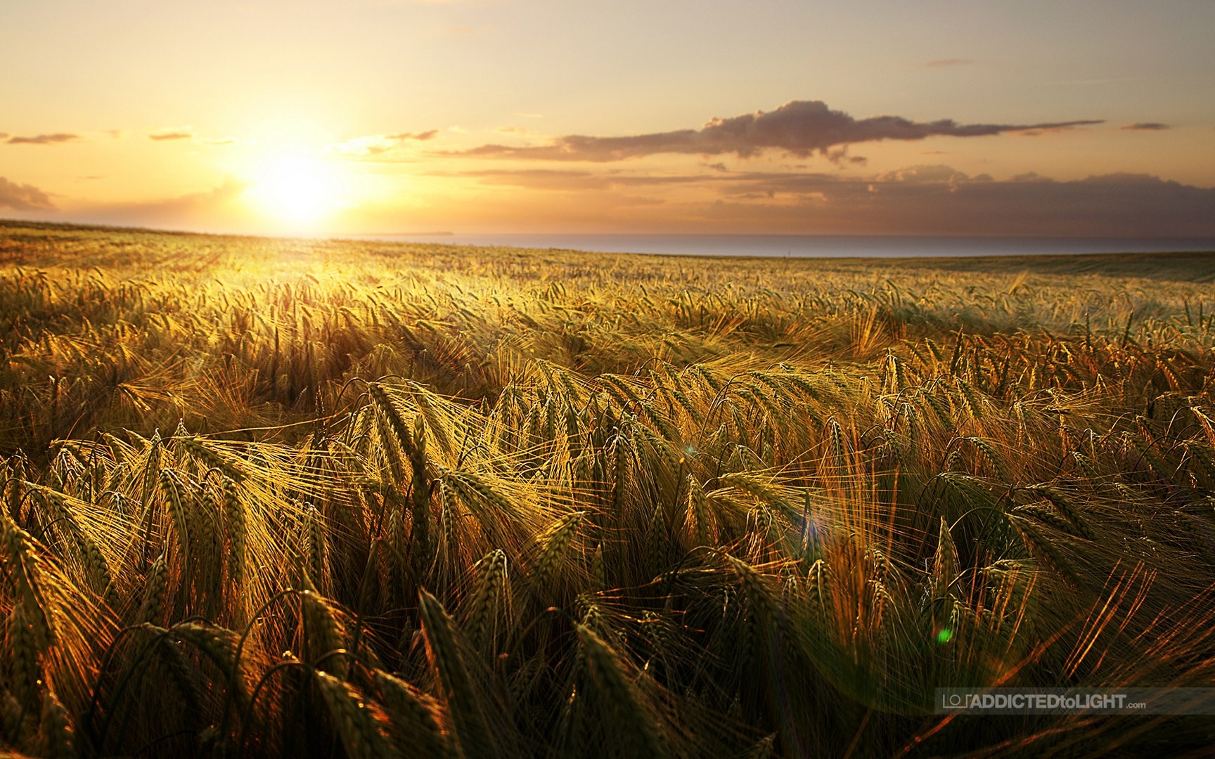 Wheat field at sunset