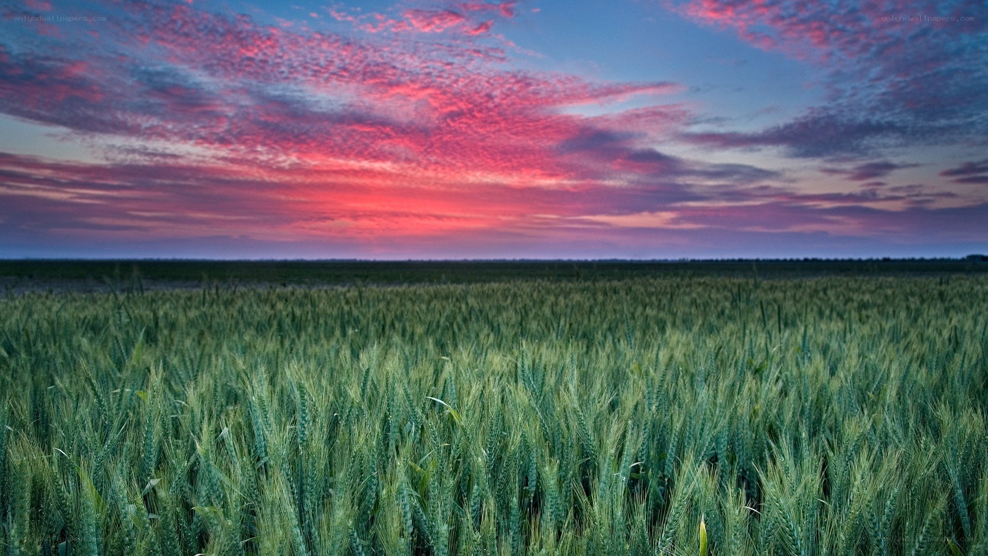 Wheat field at sunset