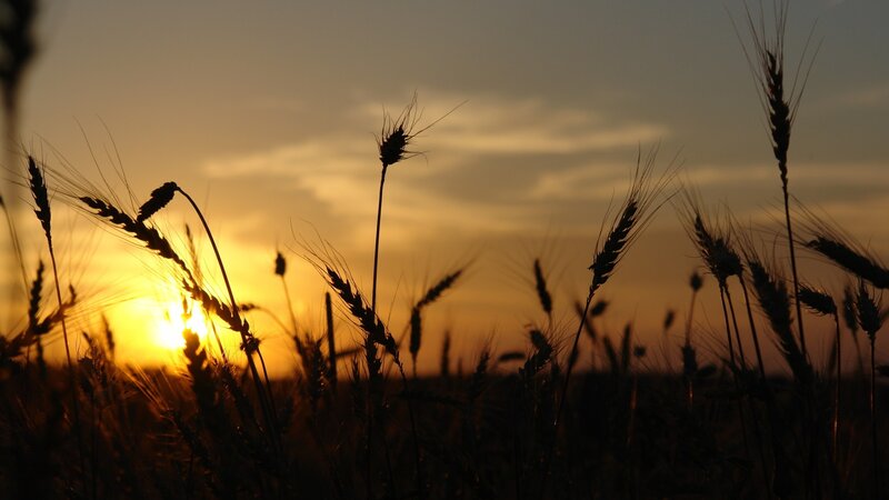 wheat field at sunset
