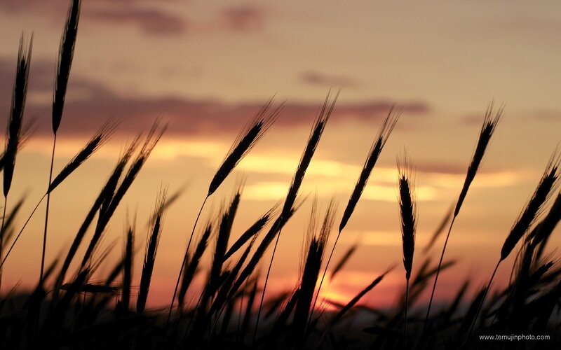 Wheat field at sunset