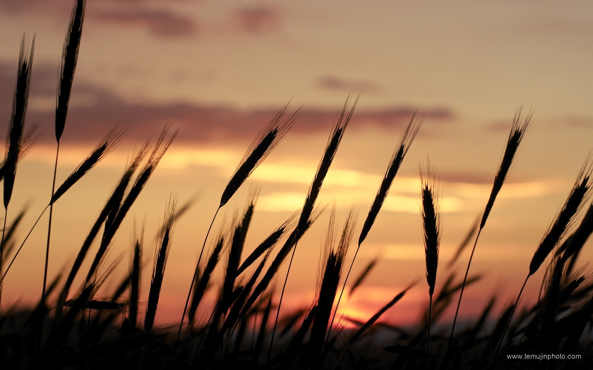 Wheat field at sunset