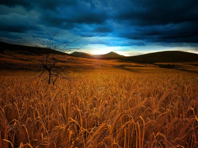 Wheat field at sunset