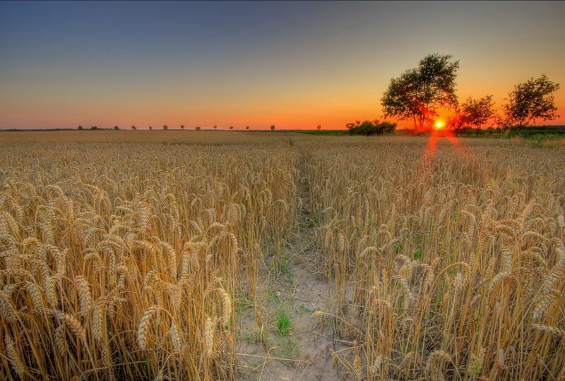 Wheat field at sunset