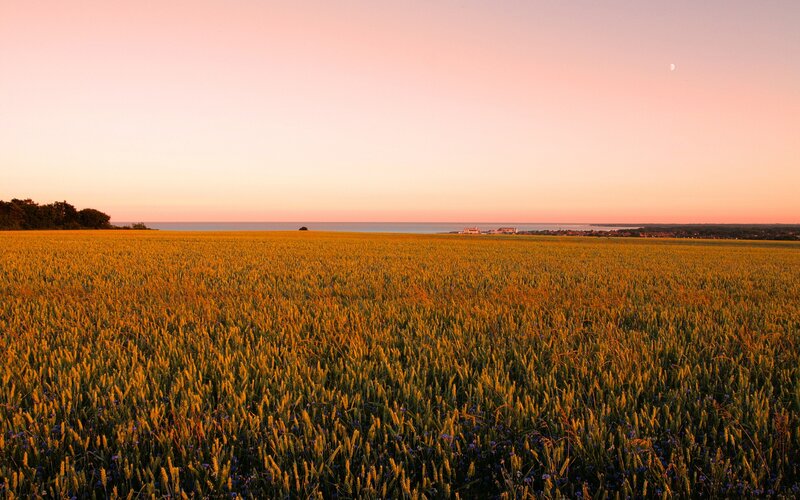Wheat field at sunset