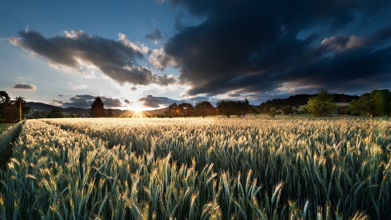 Wheat field at sunset