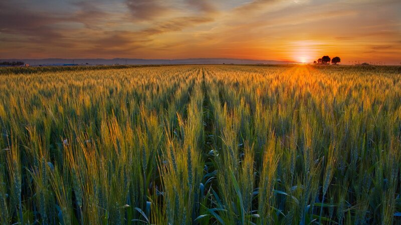 Wheat field at sunset