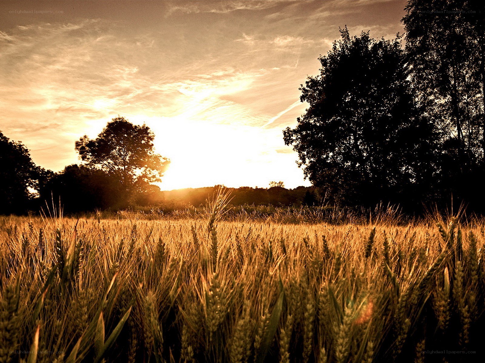 Wheat field at sunset