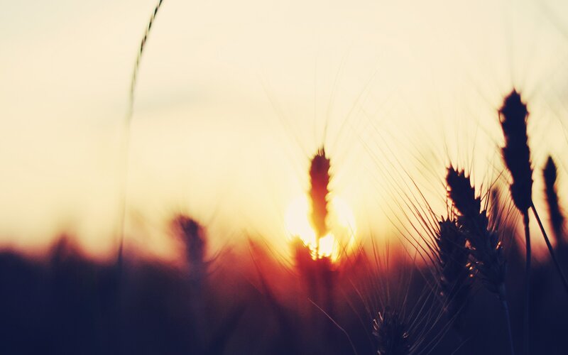 wheat field at sunset