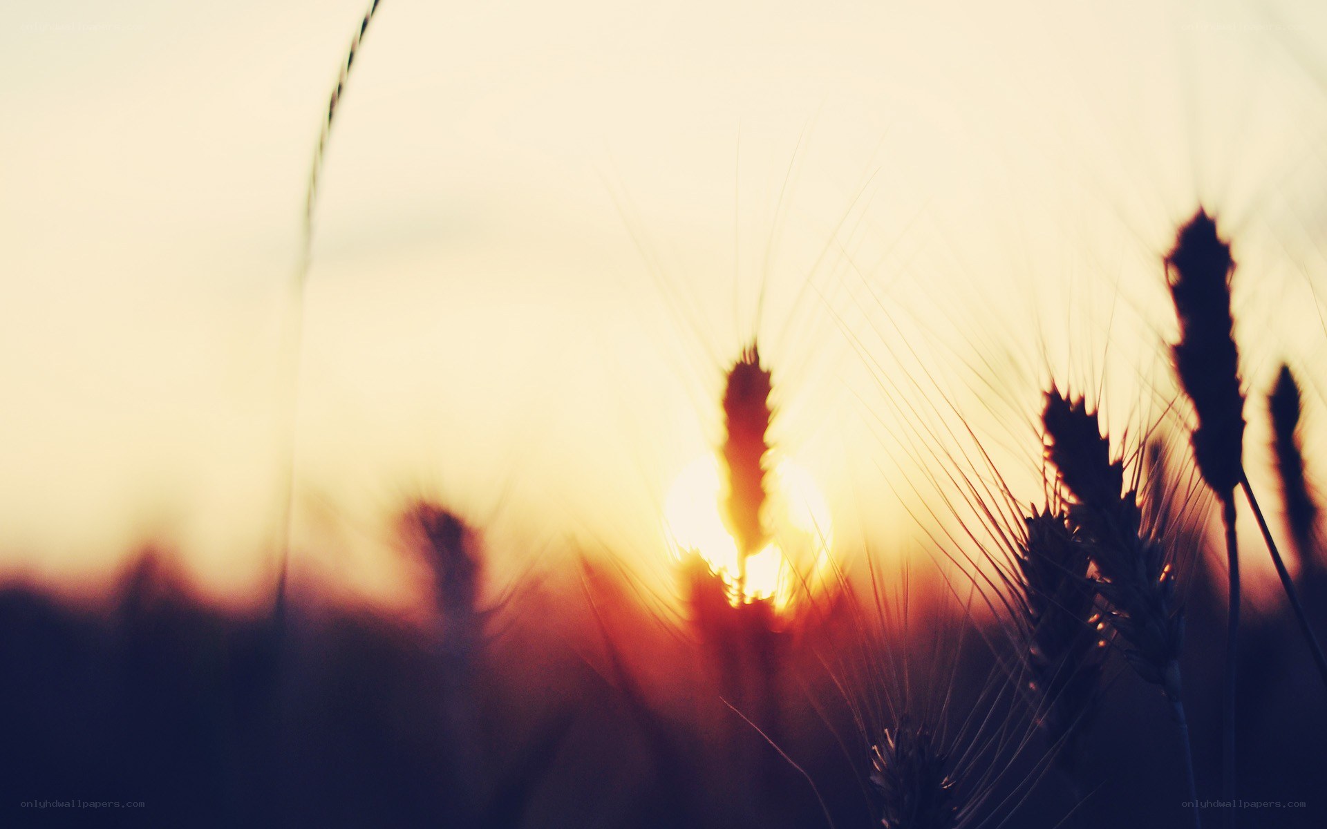 wheat field at sunset