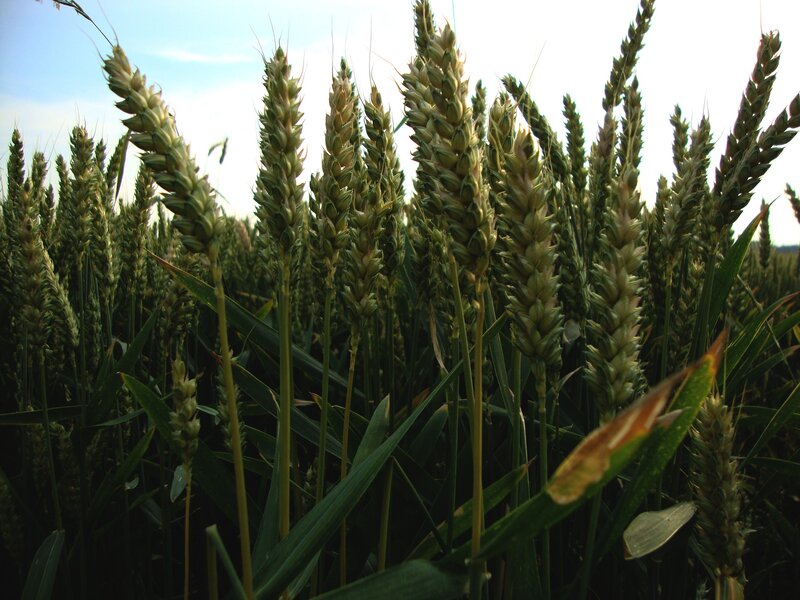 wheat field at sunset