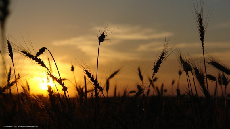 Wheat field at sunset