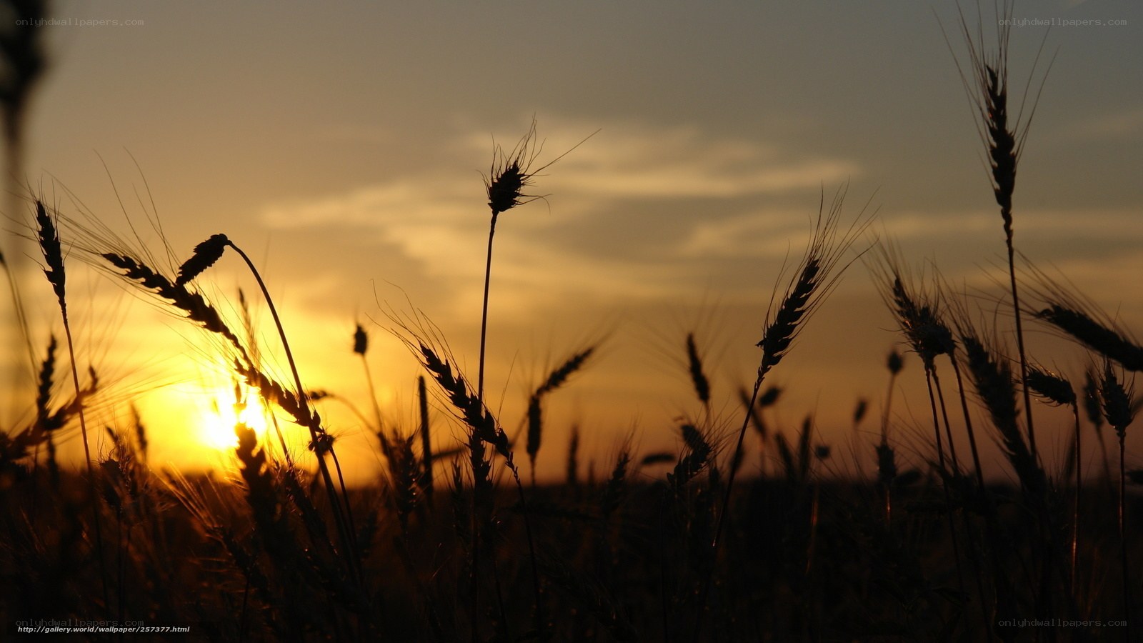 Wheat field at sunset