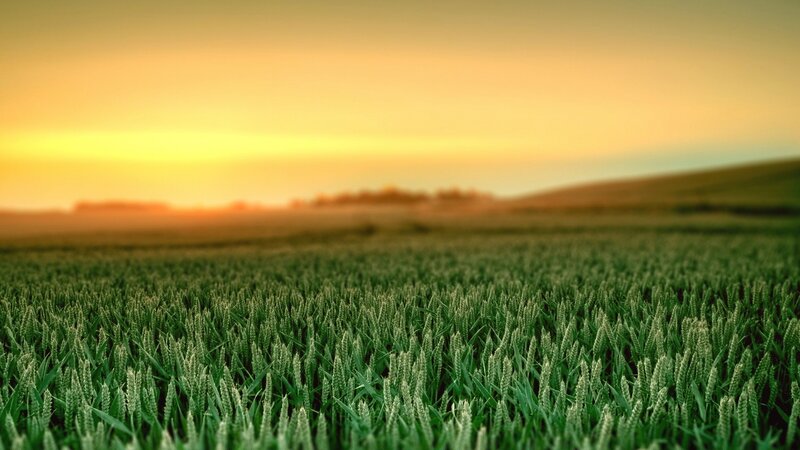 Wheat field at sunset