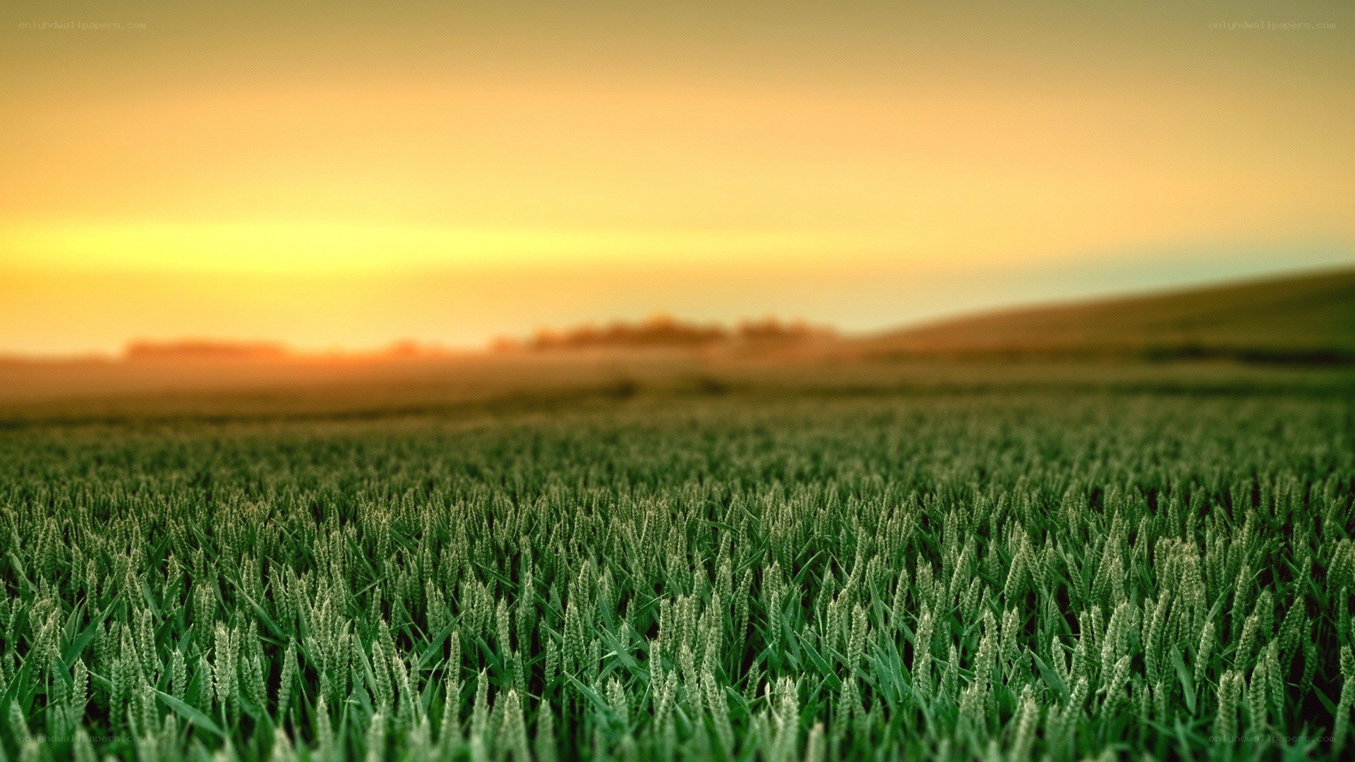 Wheat field at sunset