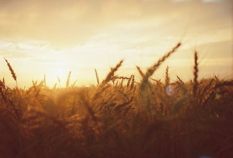 wheat field at sunset