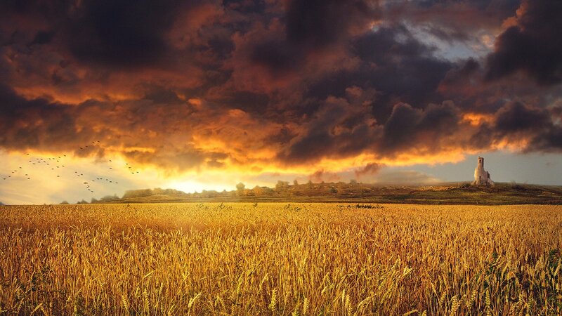 Wheat field at sunset