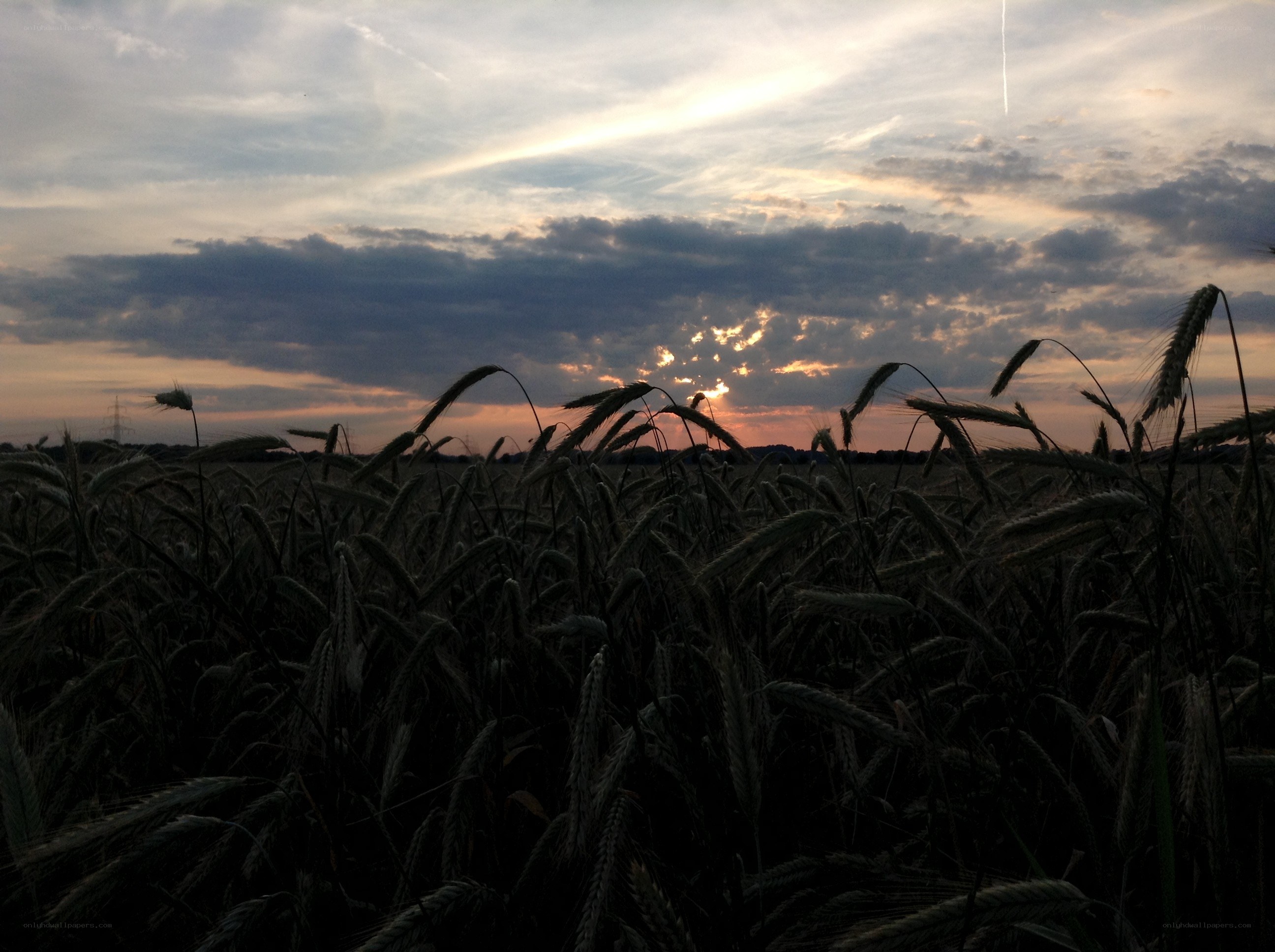 Wheat field at sunset
