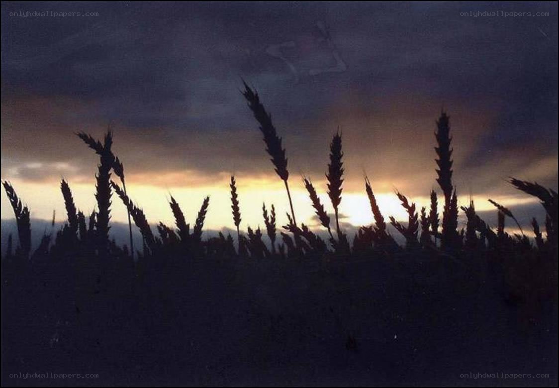 wheat field at sunset