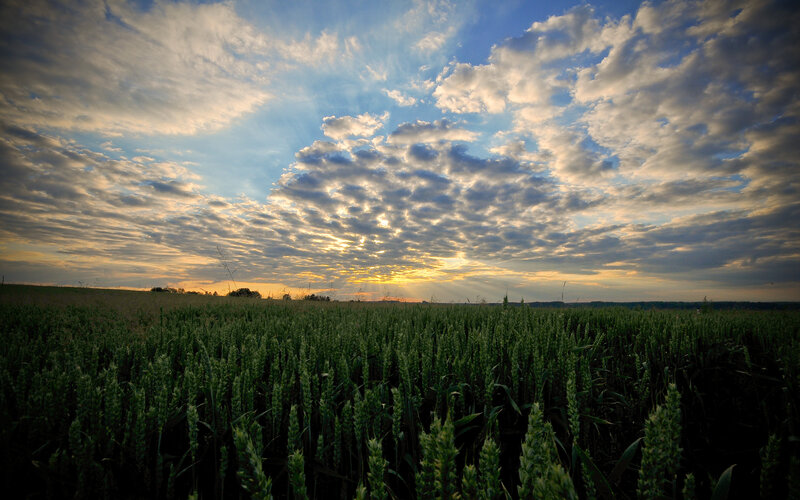 Wheat field at sunset