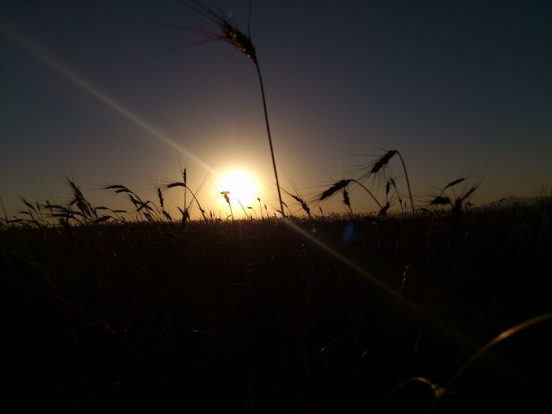 Wheat Field at Sunset — Black, Serene