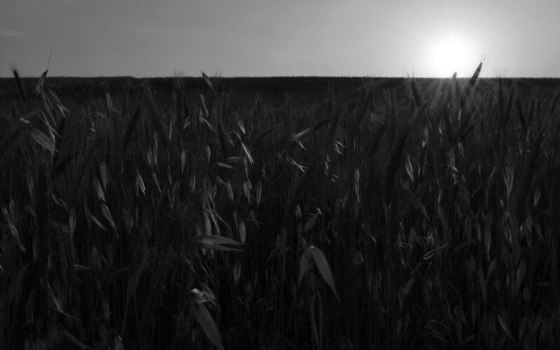 Wheat Field at Sunset — Black
