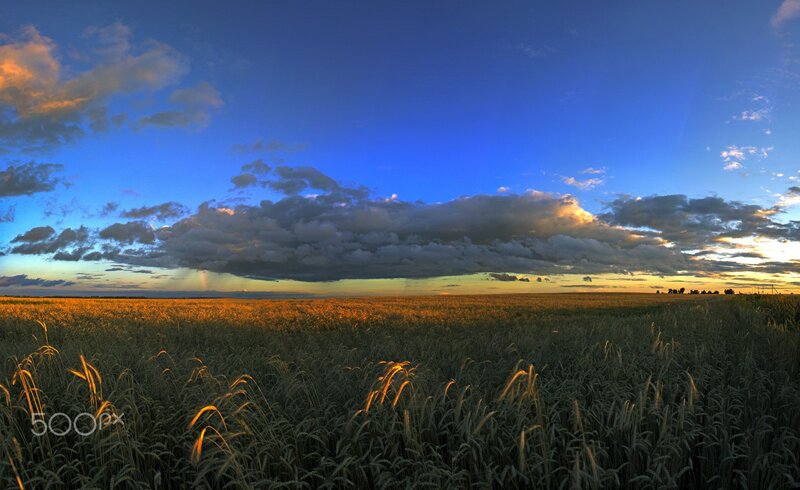 Wheat Field at Sunset — Blue, Dramatic, Photograph, Clouds