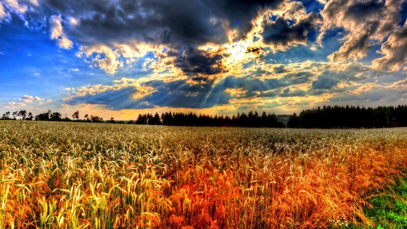 Wheat Field at Sunset — Blue, Dramatic, Photograph, Sky