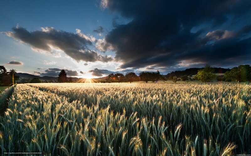 Wheat Field at Sunset — Blue, Dramatic, Photograph, Sun, Clouds