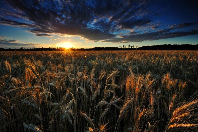 Wheat Field at Sunset — Blue, Dramatic, Photograph, Sun, Clouds, Trees, Gold
